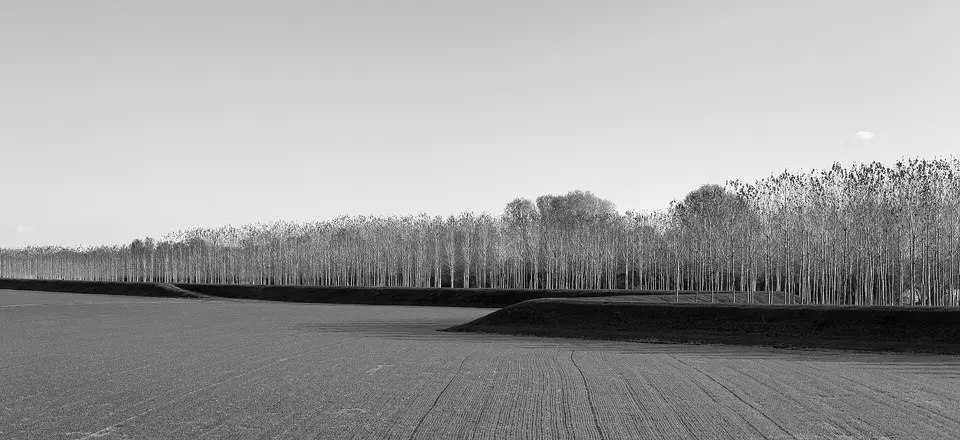 Poplars - Bagnolo San Vito, Mantova, Italy